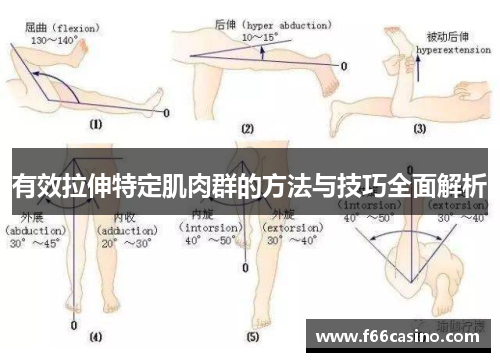 有效拉伸特定肌肉群的方法与技巧全面解析