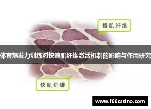 体育爆发力训练对快速肌纤维激活机制的影响与作用研究